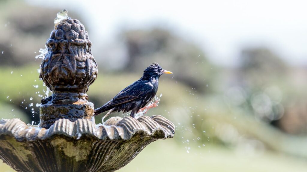 best solar bird bath heater