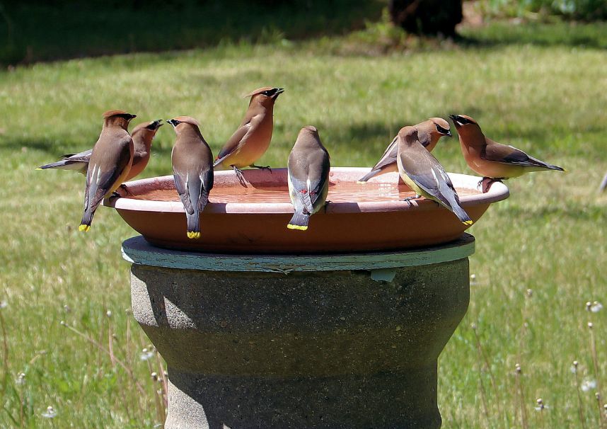 best solar bird bath heater