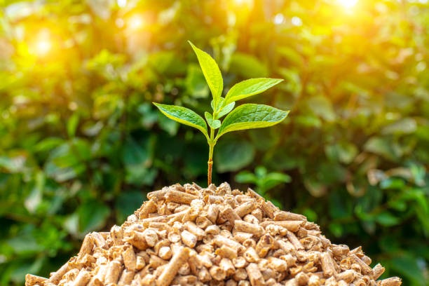 Interesting Facts About Biomass Energy: 12 Things You Have To Know