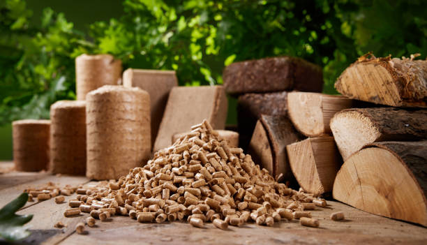 Interesting Facts About Biomass Energy: 12 Things You Have To Know